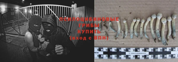 крисы Бородино